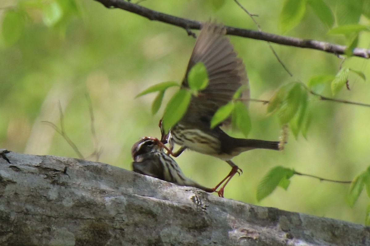Louisiana Waterthrush - ML327780021
