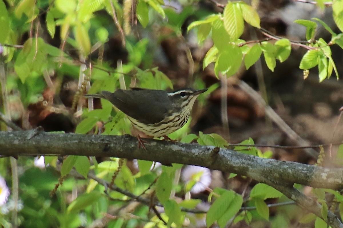 Louisiana Waterthrush - ML327780211