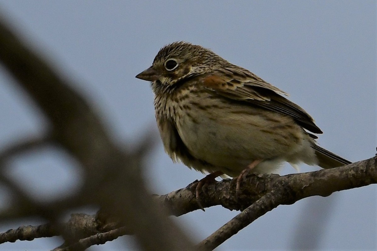 Vesper Sparrow - ML327780221