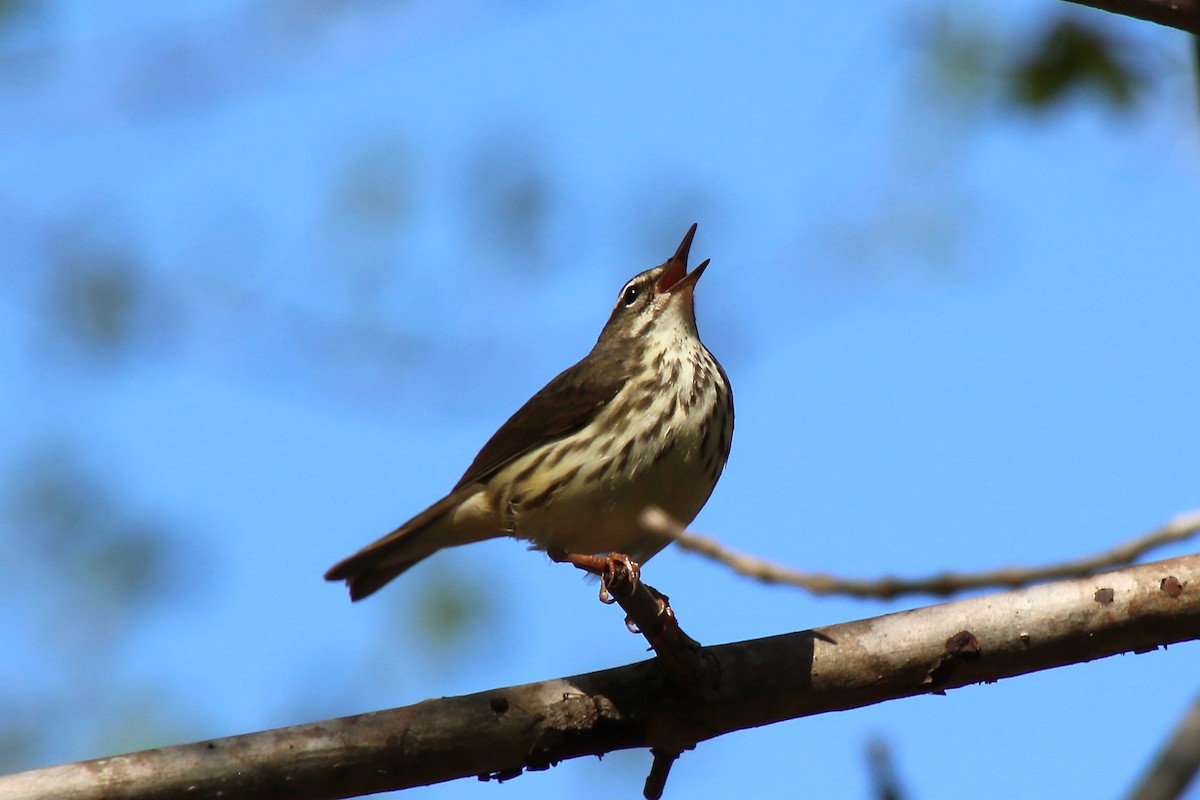 Louisiana Waterthrush - ML327780251