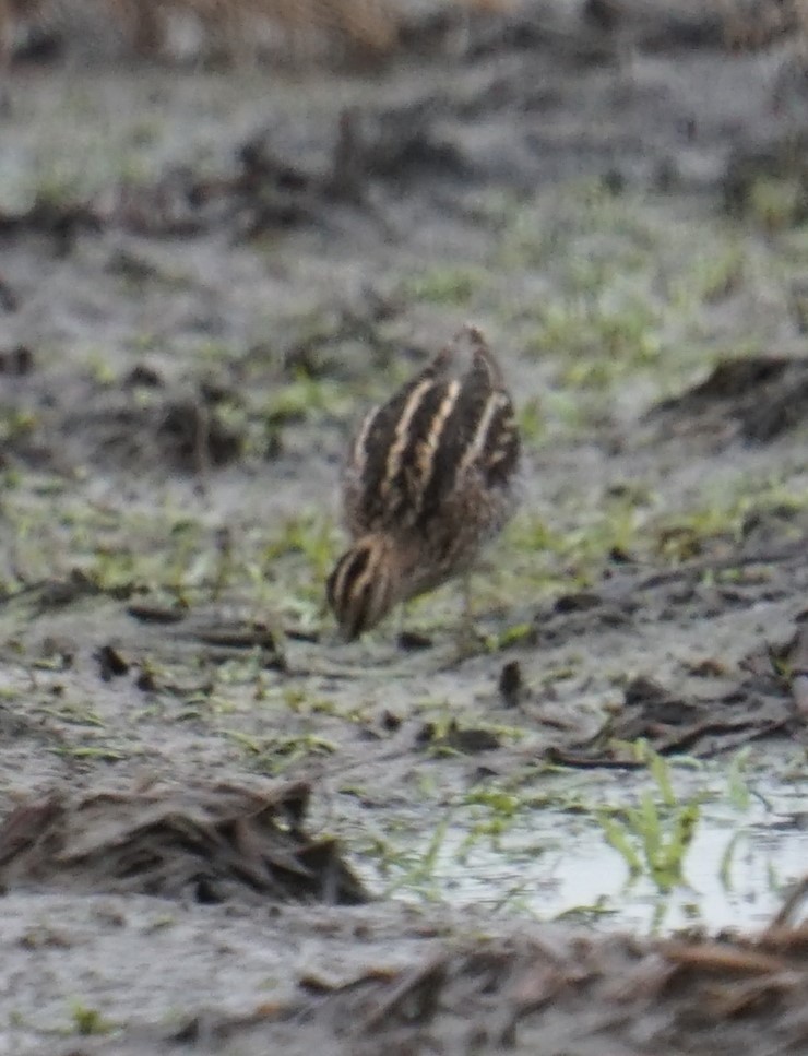 Wilson's Snipe - Cindy & Gene Cunningham