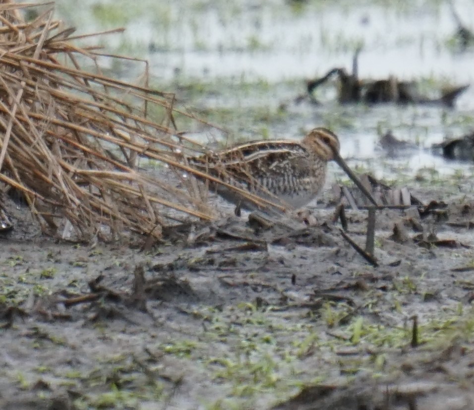 Wilson's Snipe - ML327781621