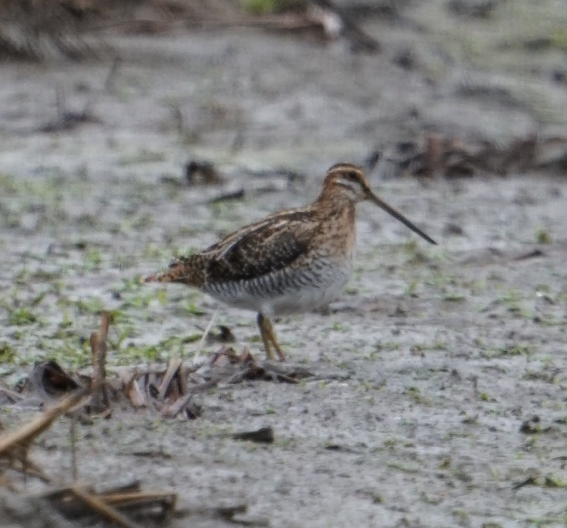 Wilson's Snipe - ML327781631