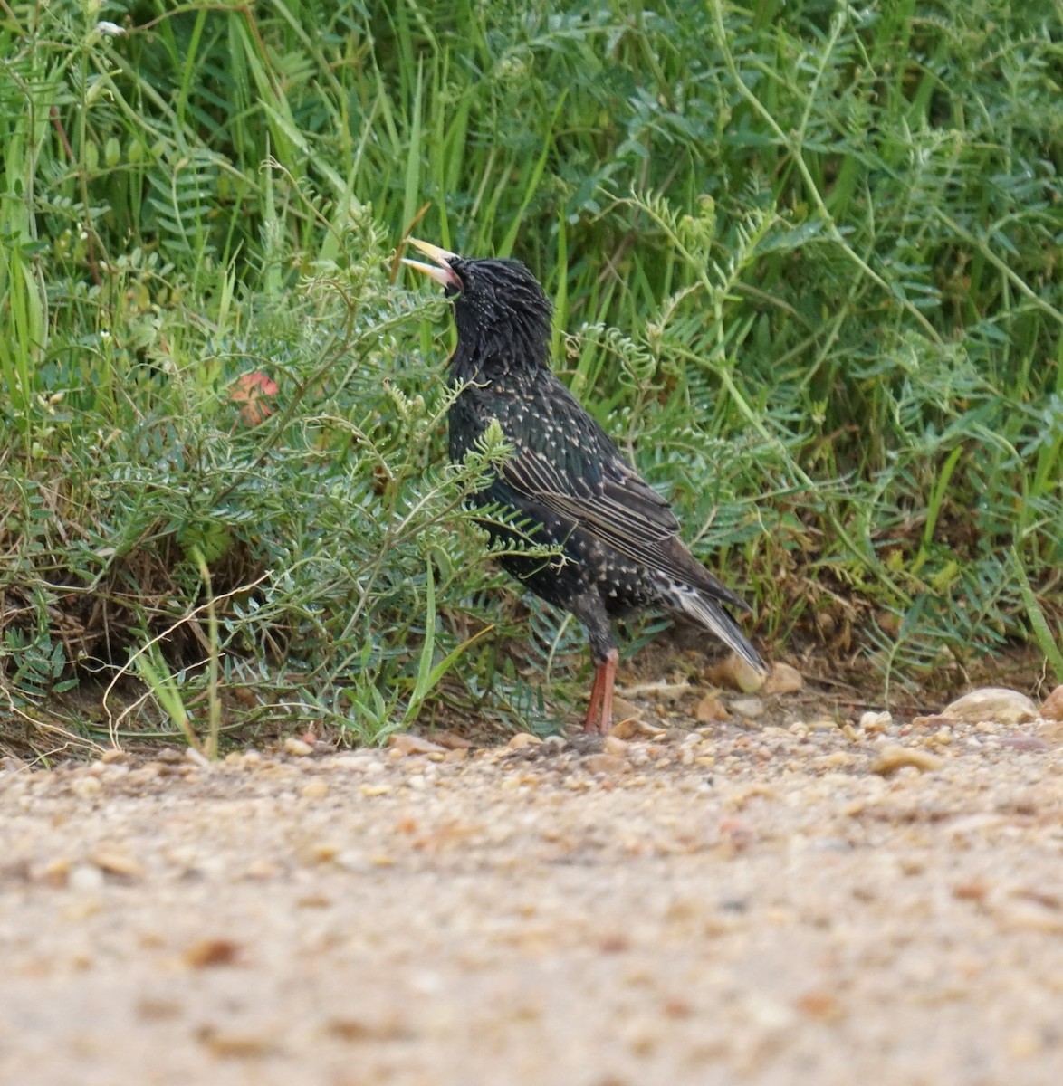 European Starling - ML327781701