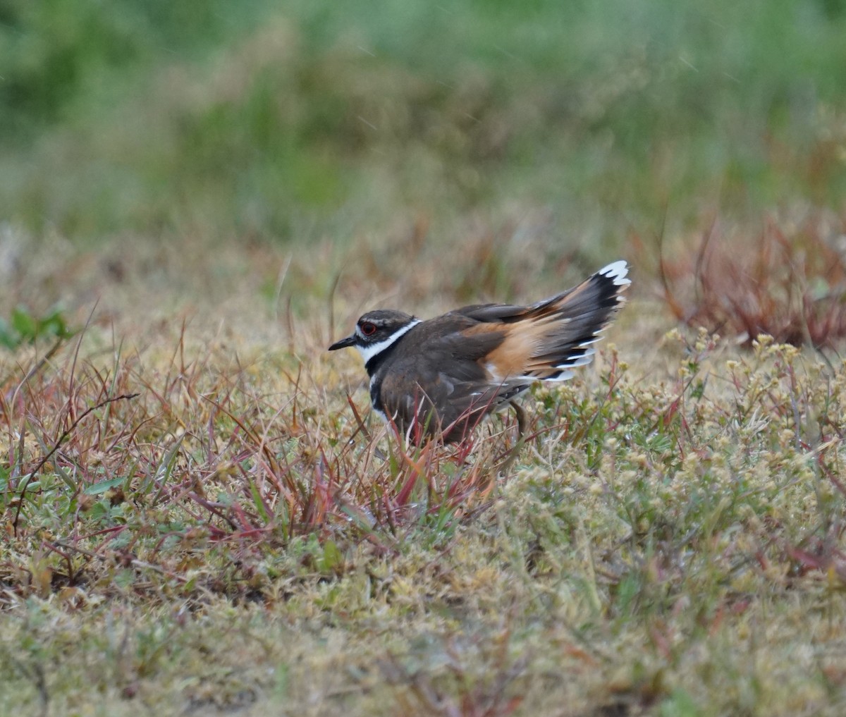 Killdeer - Cindy & Gene Cunningham