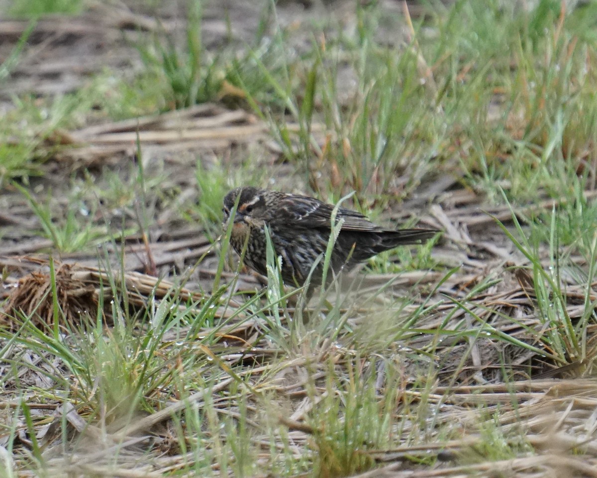 Red-winged Blackbird - Cindy & Gene Cunningham