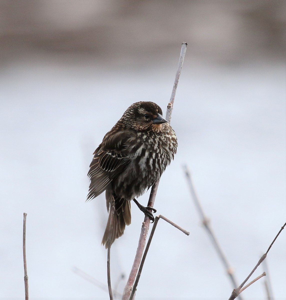 Red-winged Blackbird - maggie peretto