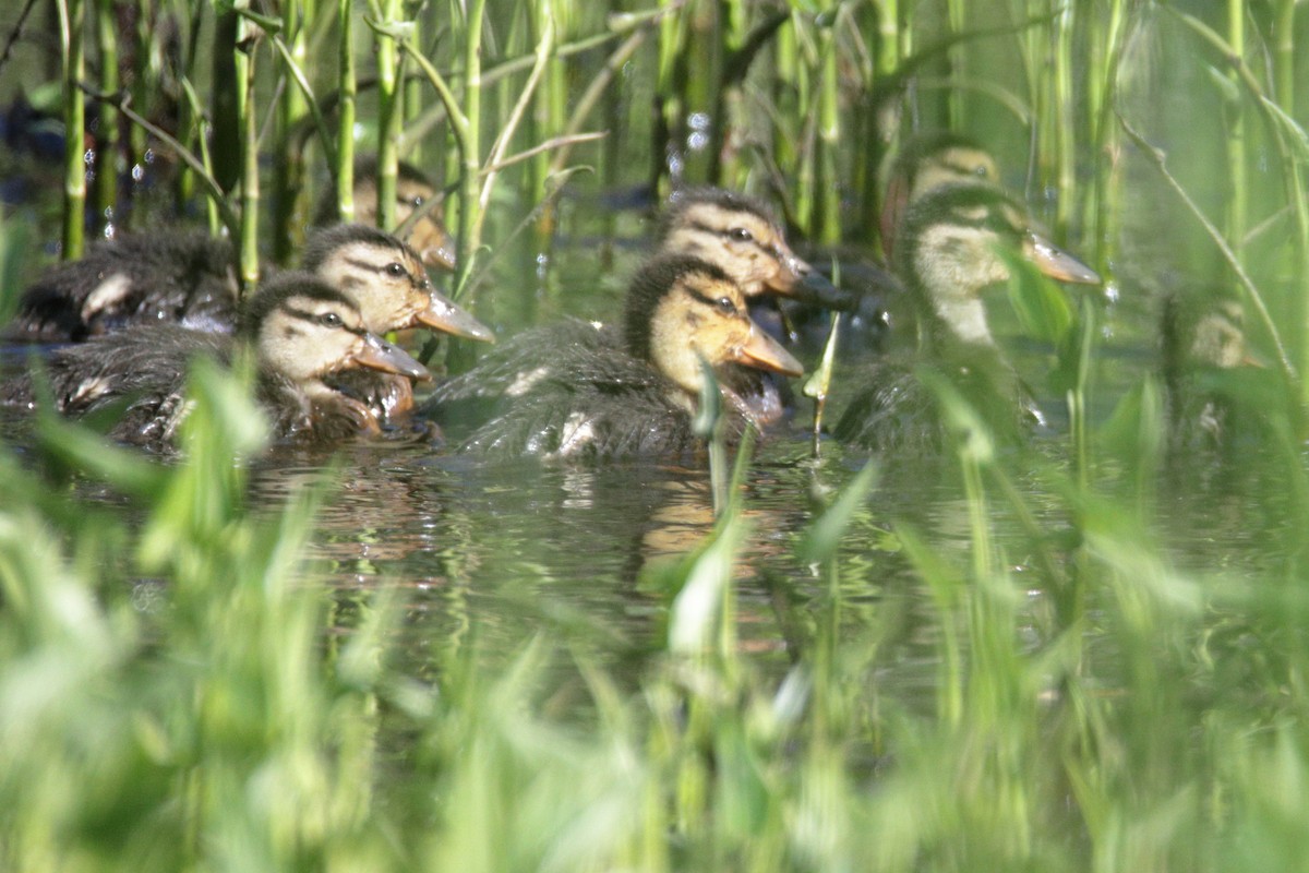 Mallard - Mel Green