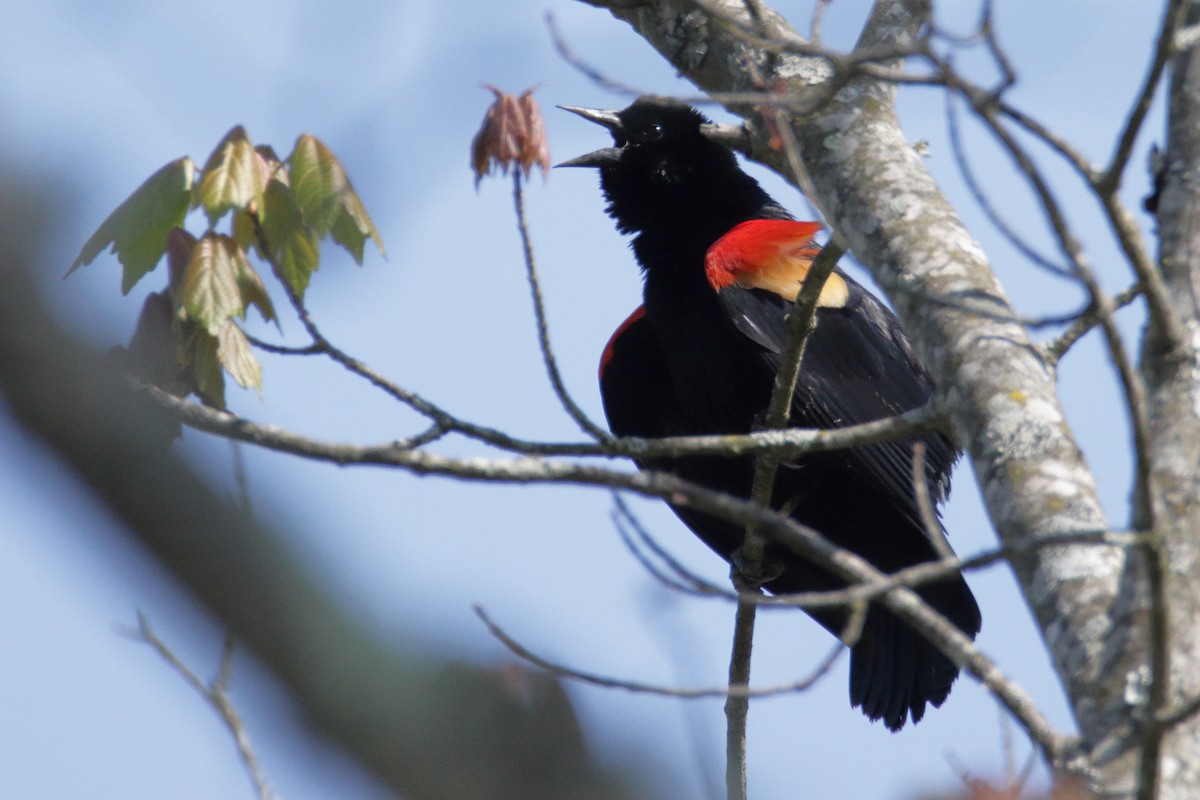 Red-winged Blackbird (Red-winged) - ML327784341