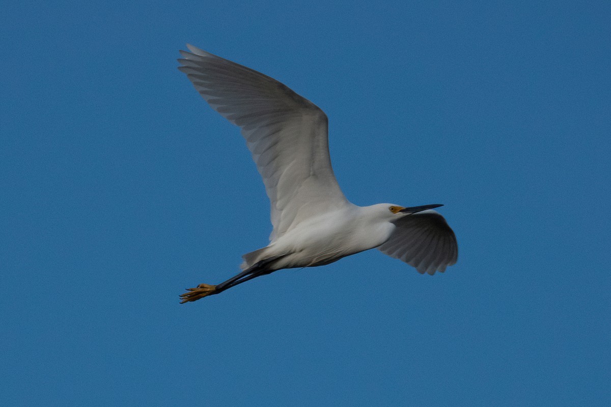 Snowy Egret - ML327786591