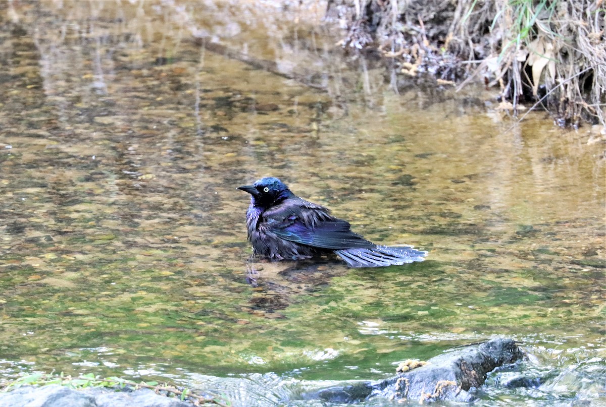 Common Grackle - ML327790361