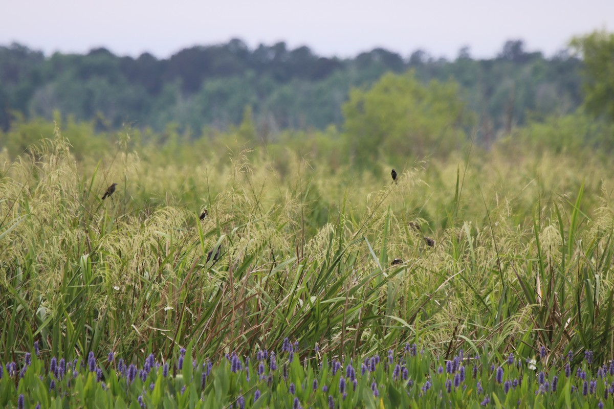 Bobolink - ML327790881