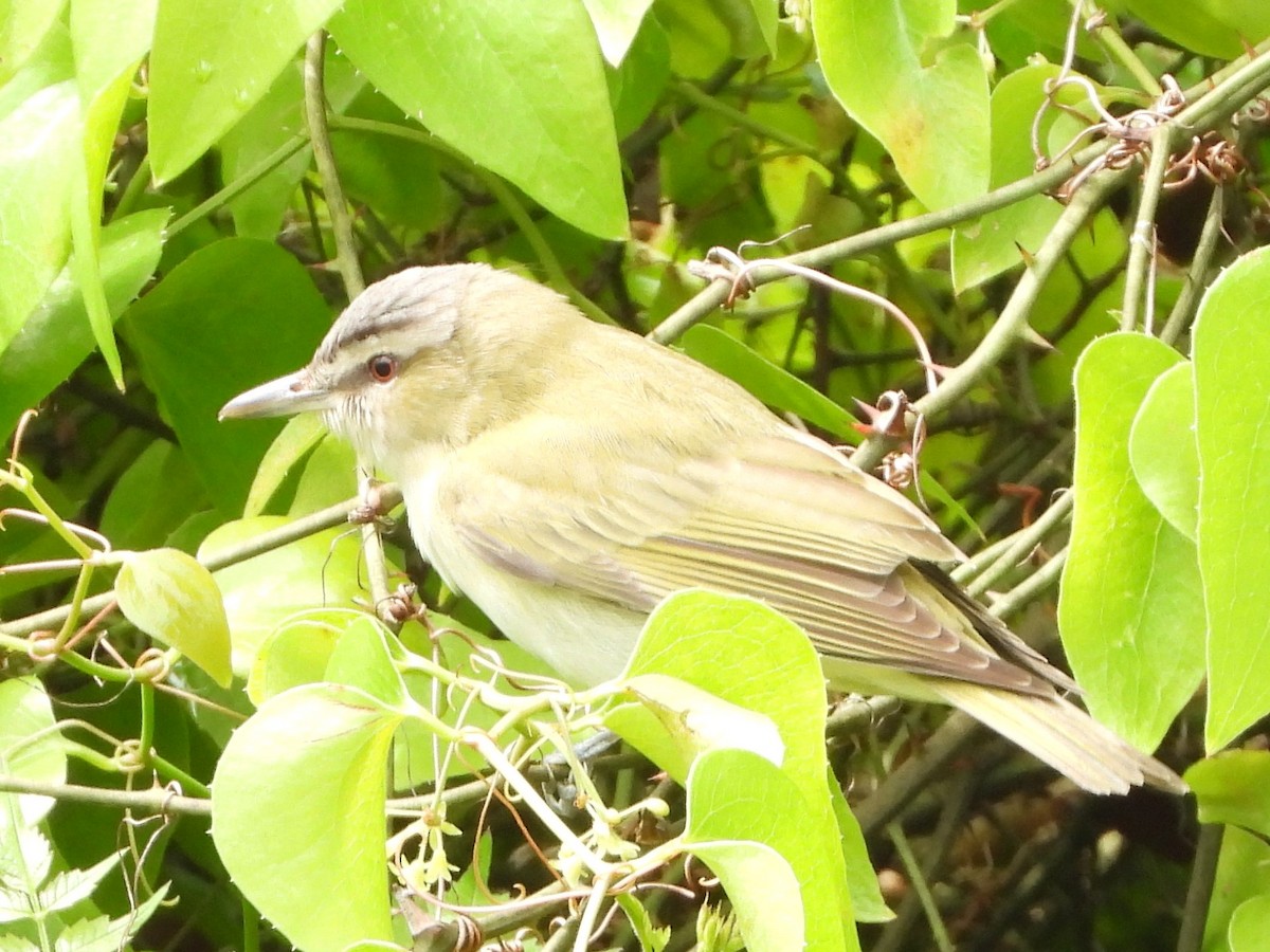 rødøyevireo - ML327791991