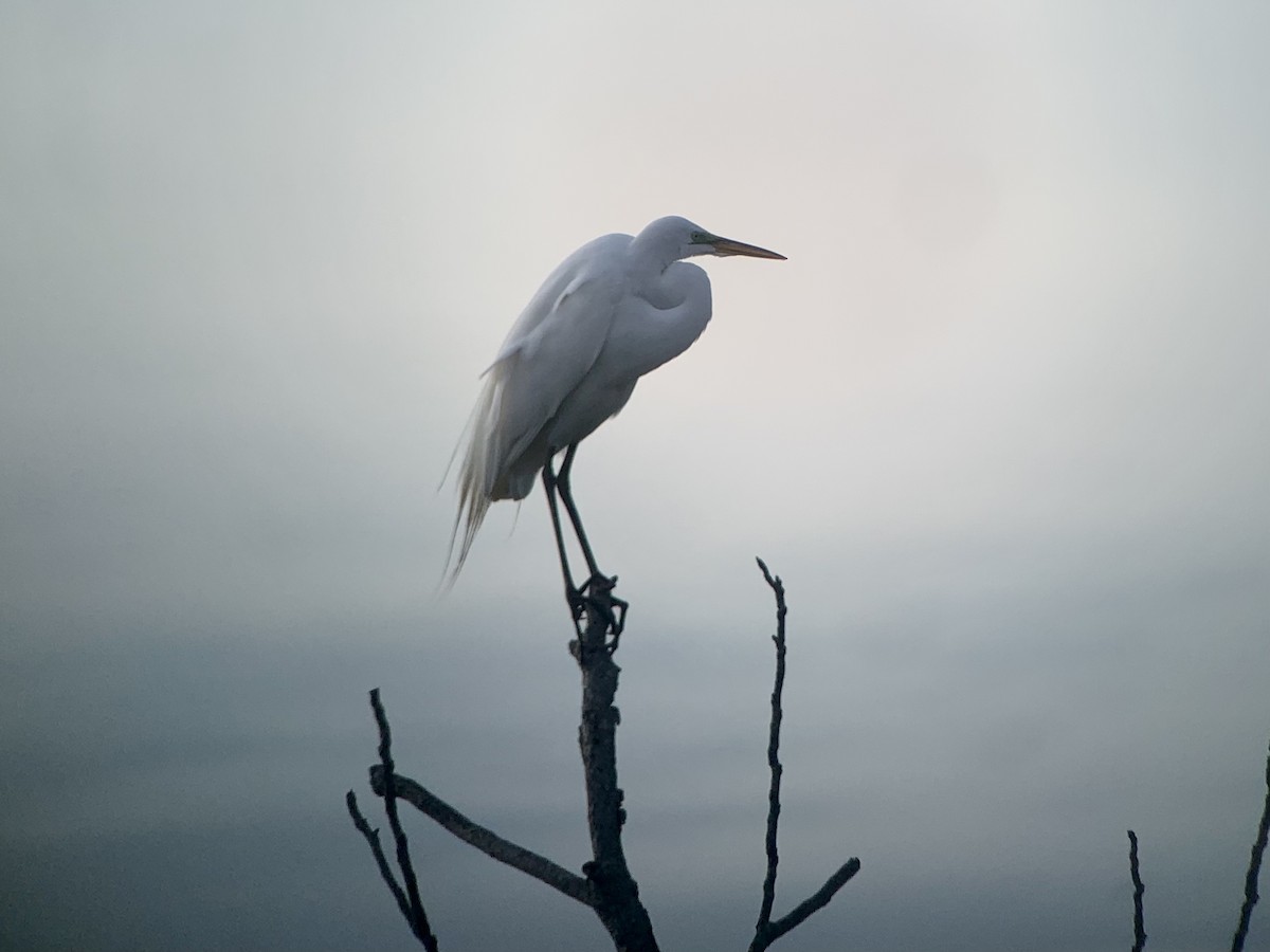 Great Egret - ML327792391