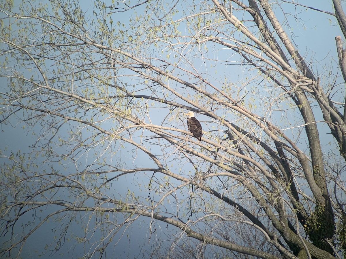 Weißkopf-Seeadler - ML327792761