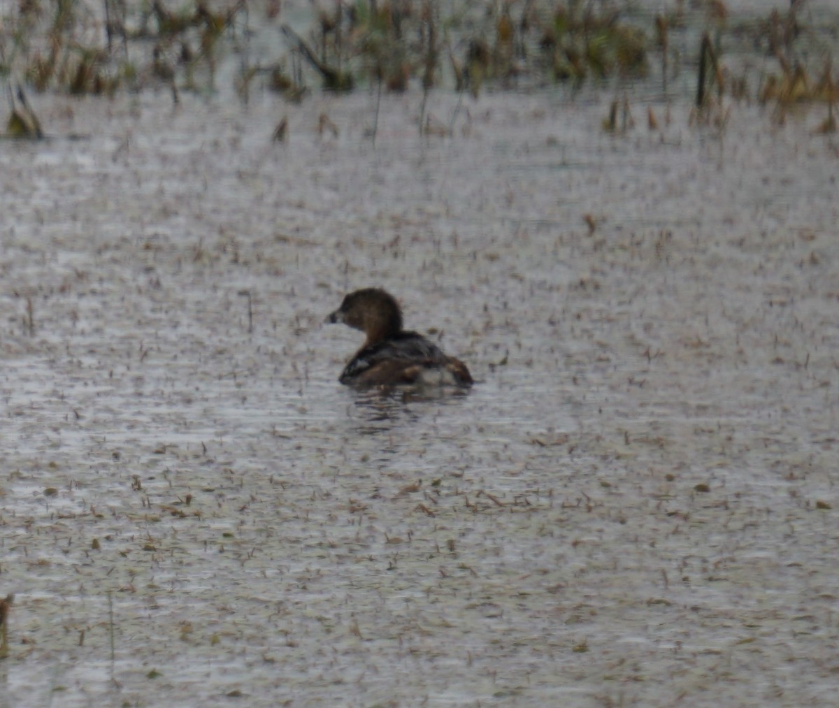 Pied-billed Grebe - ML327794061