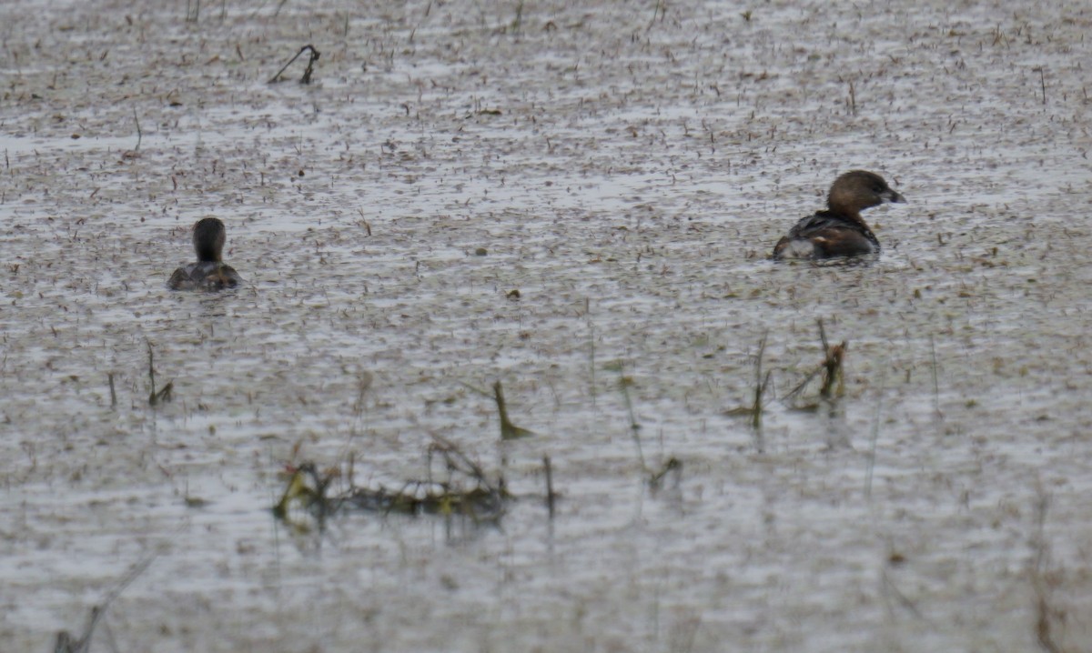 Pied-billed Grebe - Cindy & Gene Cunningham