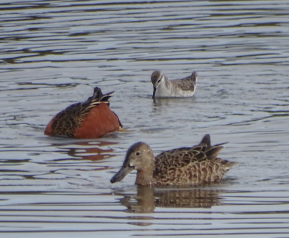 Wilson's Phalarope - ML327795371