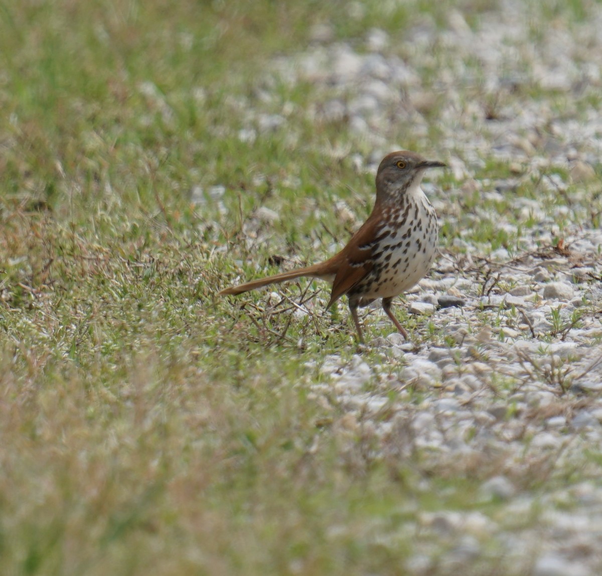 Brown Thrasher - ML327796241