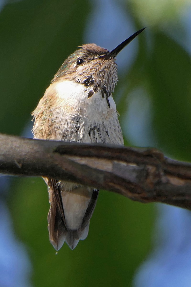 Calliope Hummingbird - ML327797301