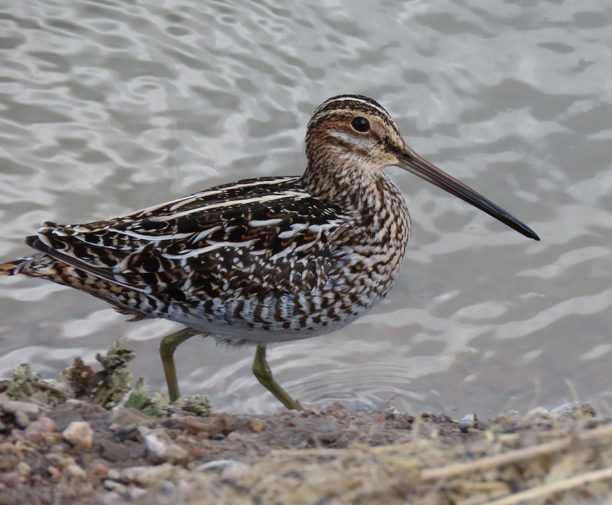 Wilson's Snipe - ML327798391