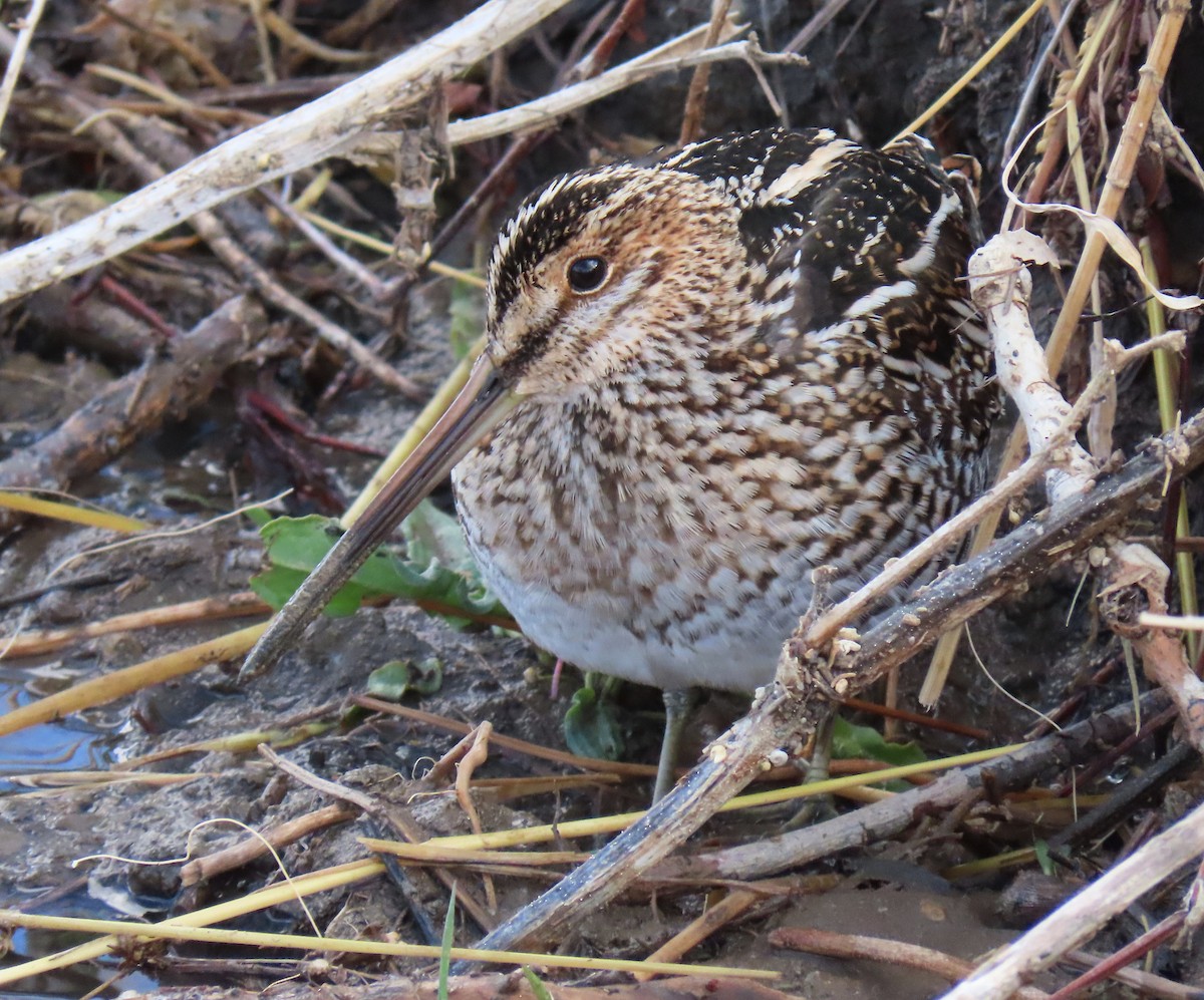 Wilson's Snipe - ML327798431