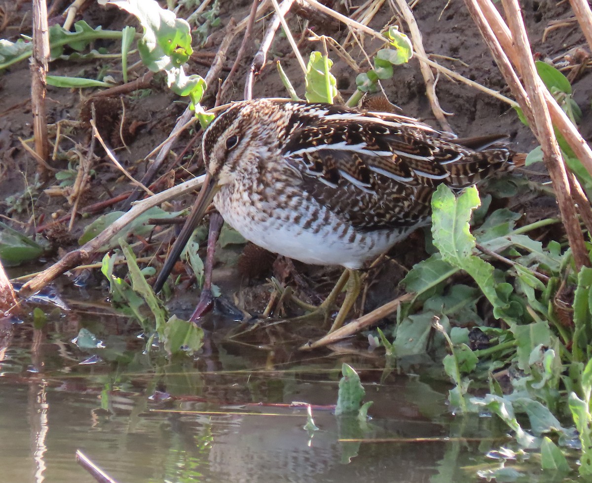 Wilson's Snipe - ML327798541