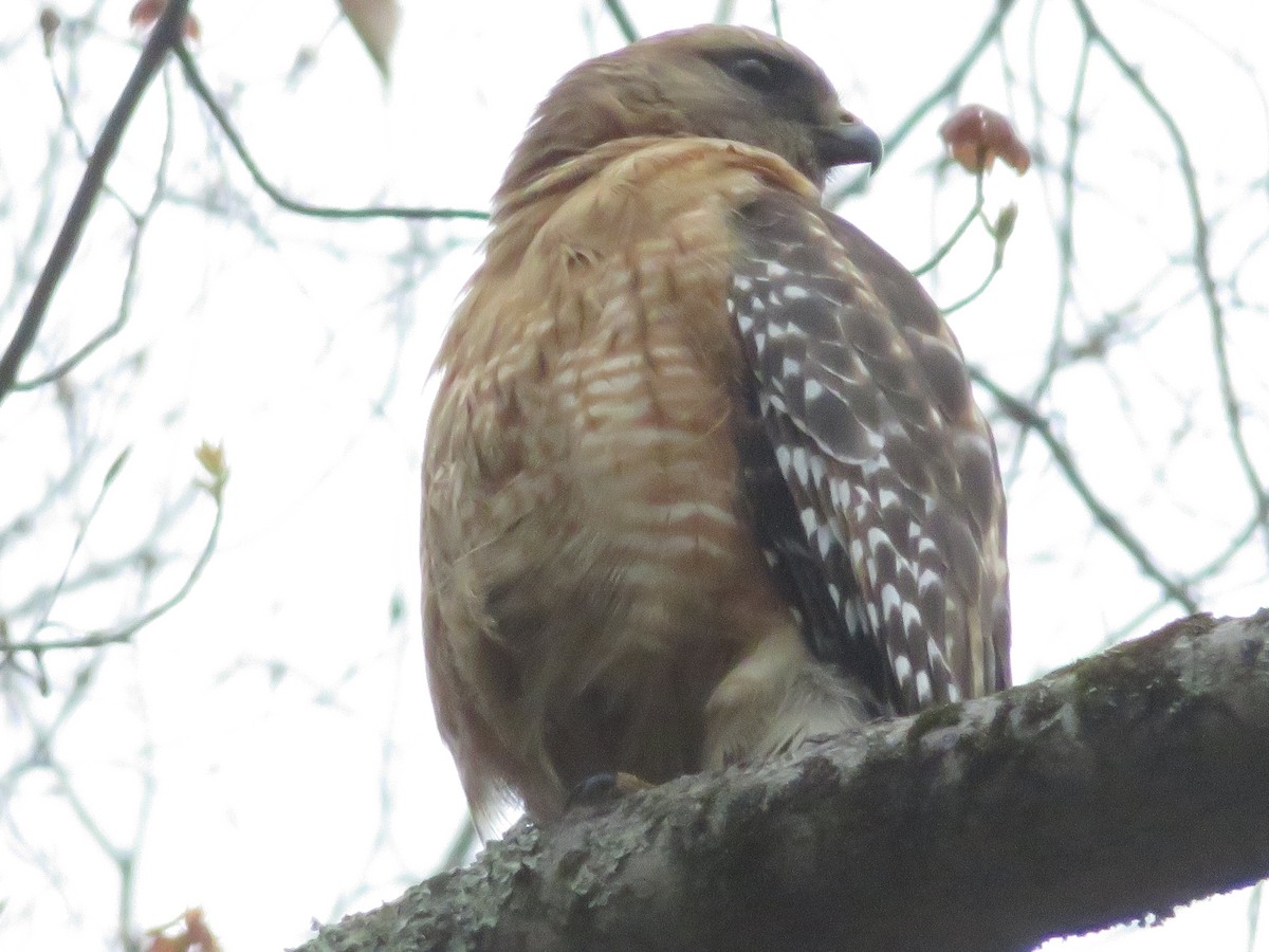 Red-shouldered Hawk - ML327799941