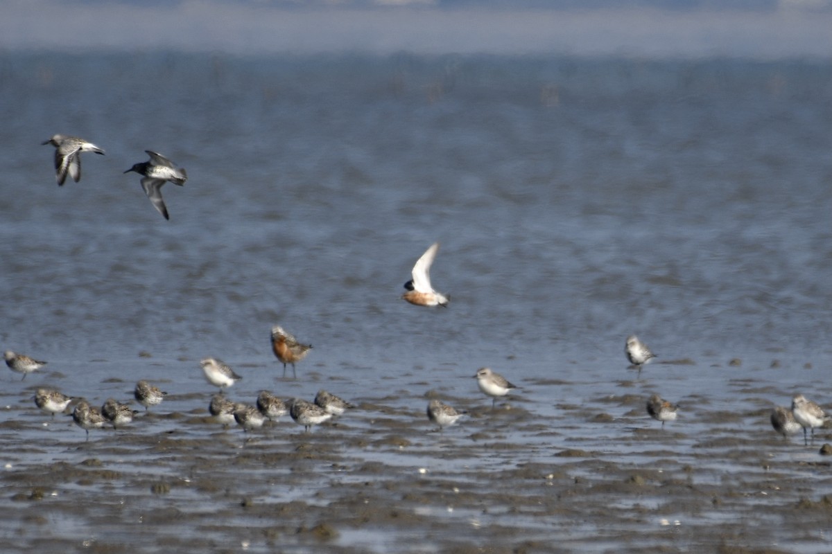 Red Knot - ML327800611