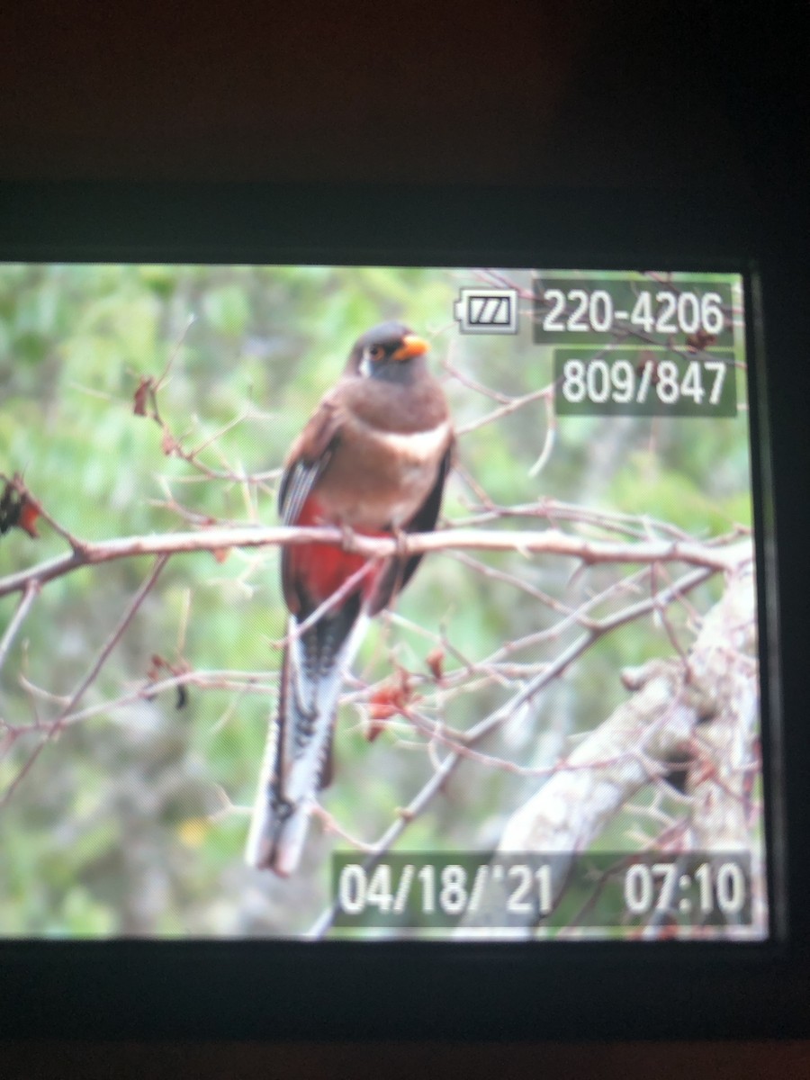 Trogon élégant - ML327801221