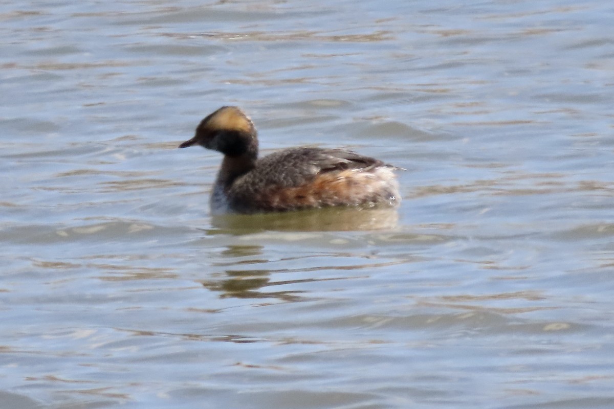 Horned Grebe - ML327802601