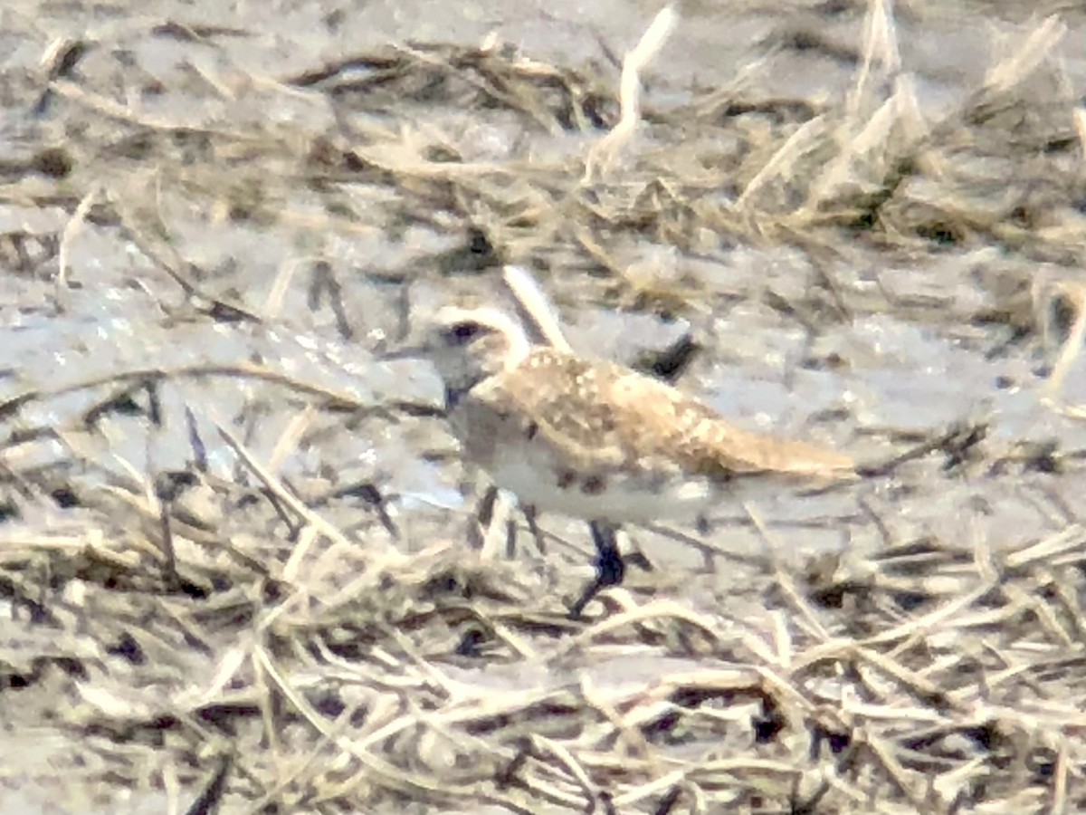 Urre-txirri amerikarra - ML327803721