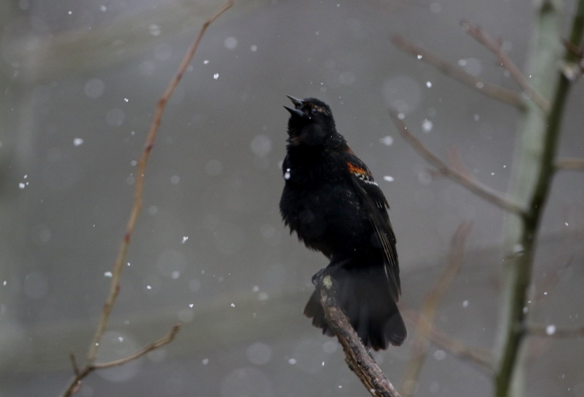 Red-winged Blackbird (Red-winged) - ML327805551