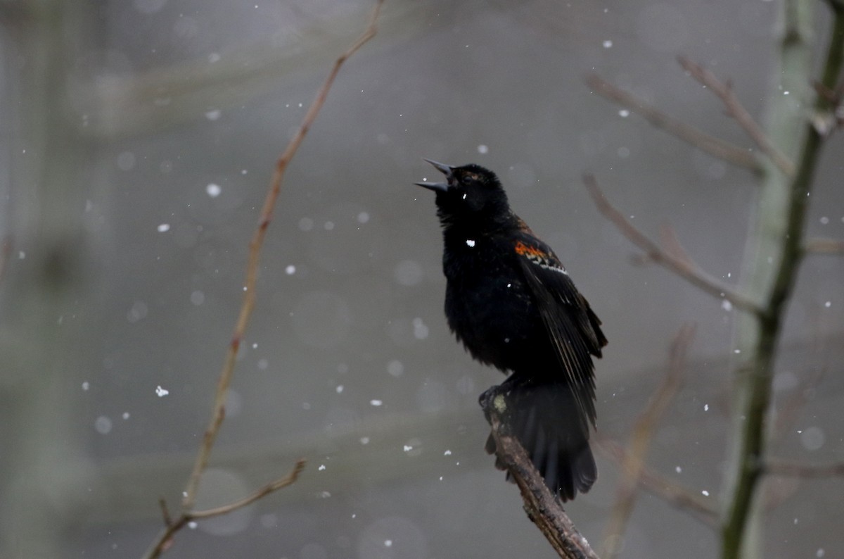 Red-winged Blackbird (Red-winged) - ML327805581