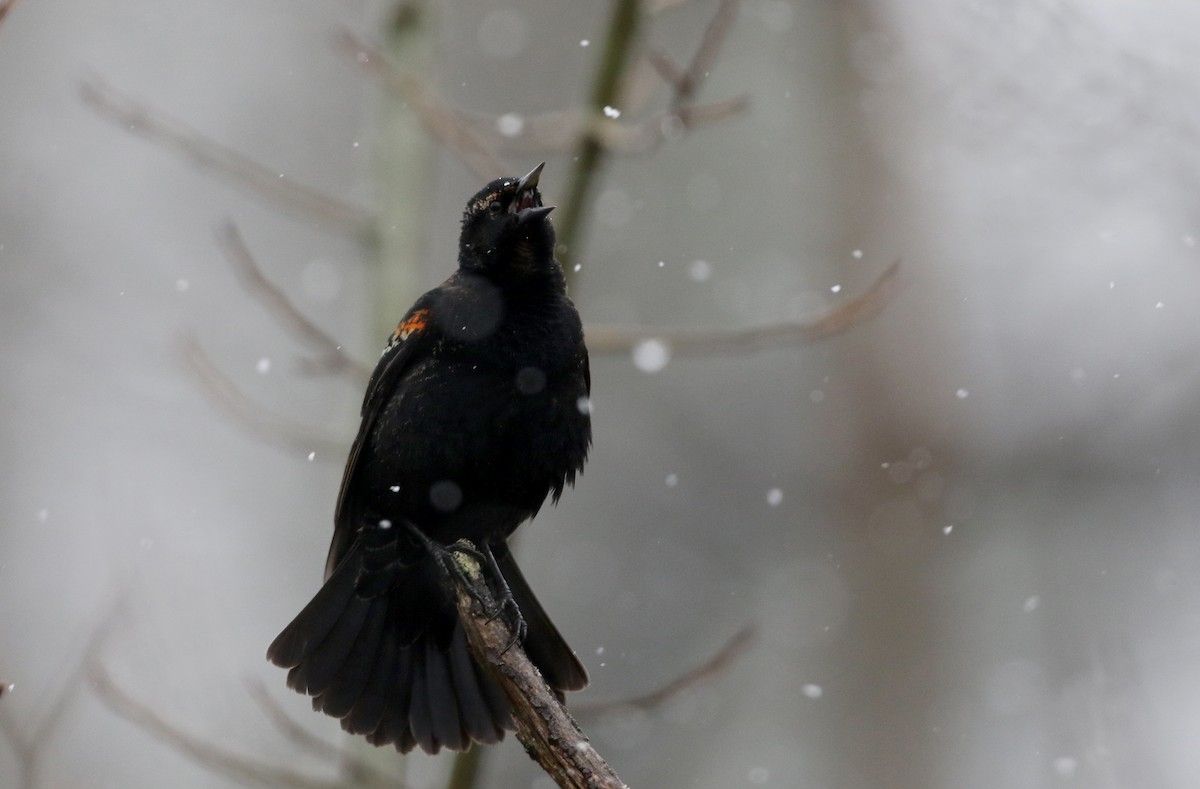 Red-winged Blackbird (Red-winged) - ML327805781