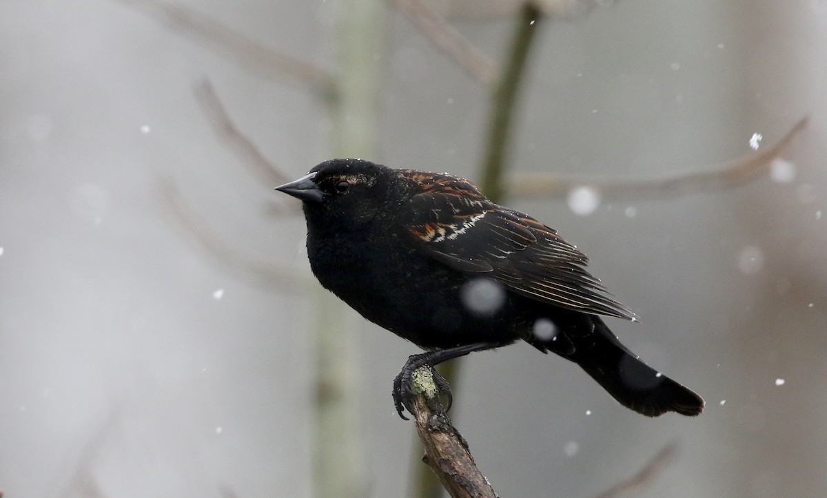 Red-winged Blackbird (Red-winged) - ML327805791