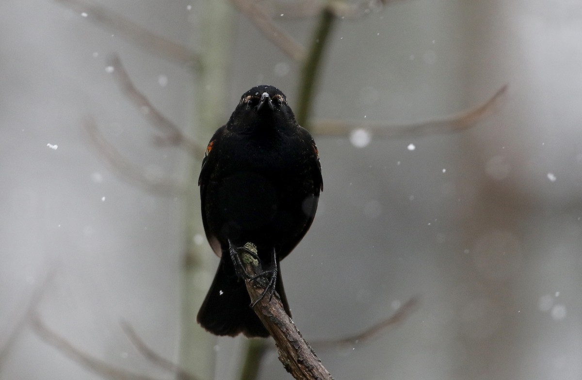 Red-winged Blackbird (Red-winged) - ML327805801