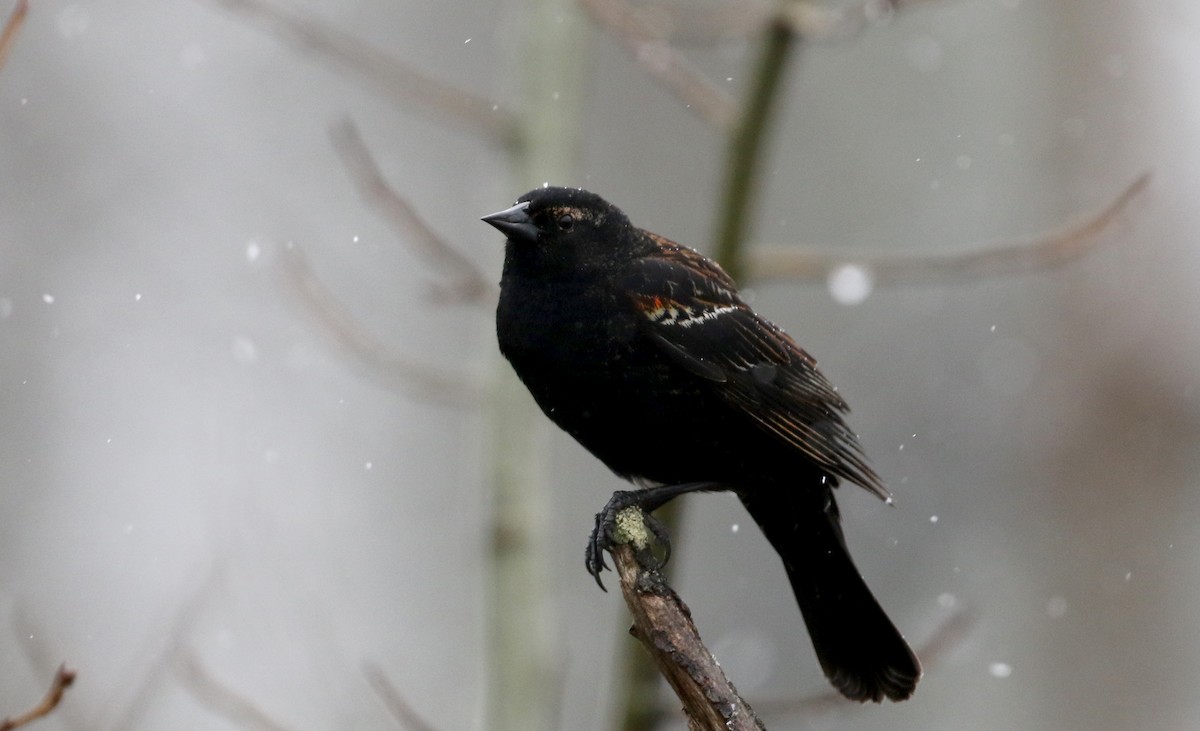 Red-winged Blackbird (Red-winged) - ML327805811