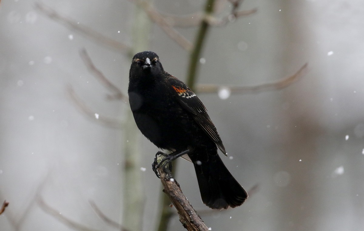 Red-winged Blackbird (Red-winged) - ML327805851
