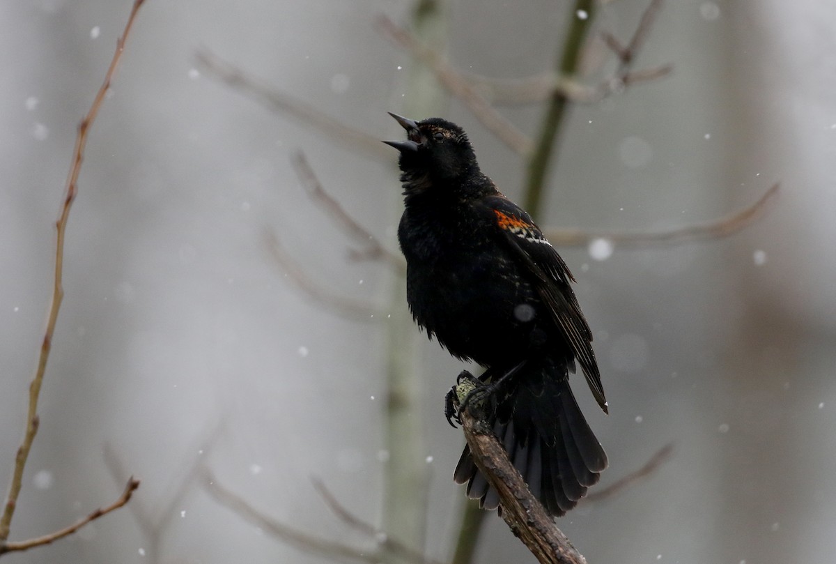 Red-winged Blackbird (Red-winged) - ML327805871