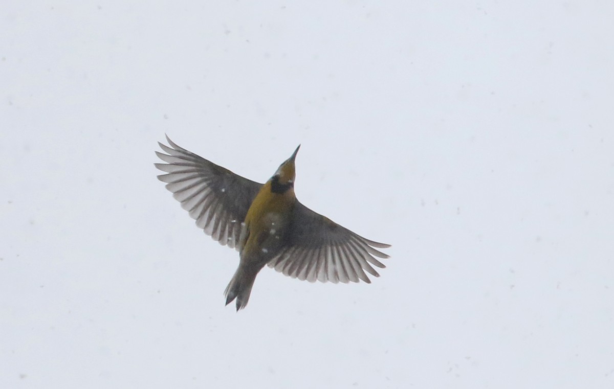 Eastern Meadowlark (Eastern) - ML327806511