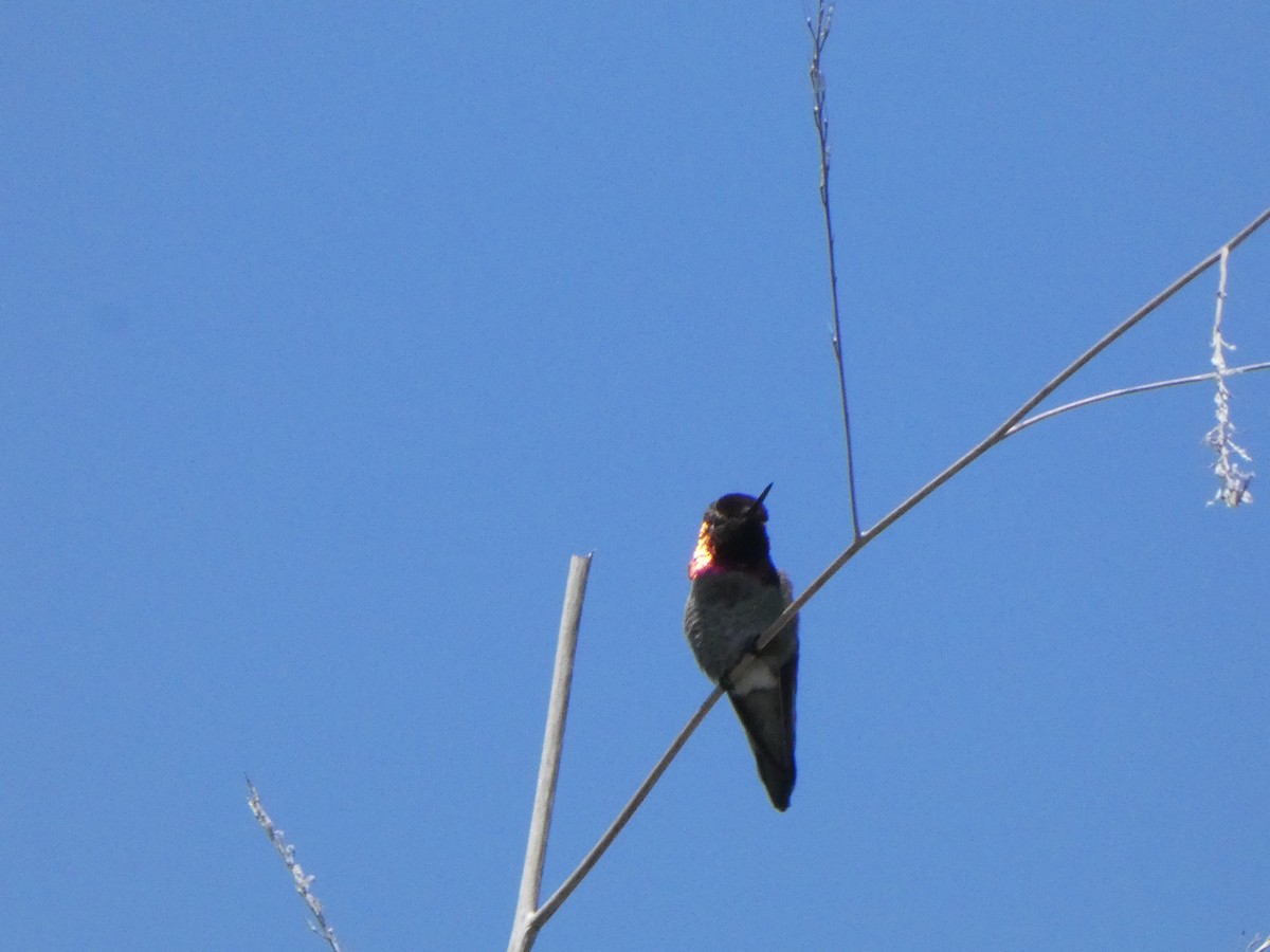 Anna's Hummingbird - ML327806531