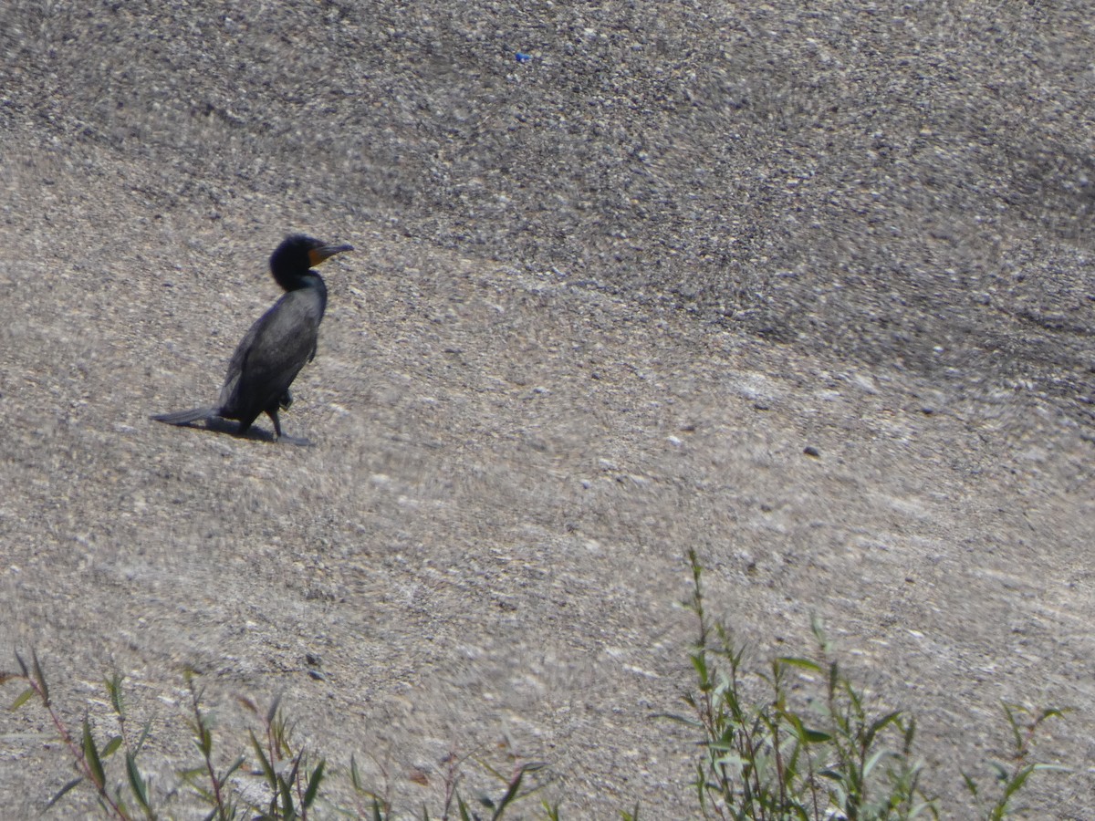 Double-crested Cormorant - ML327807151