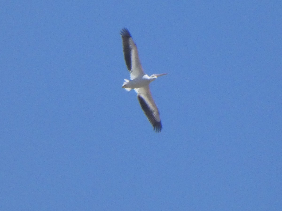 American White Pelican - ML327807371