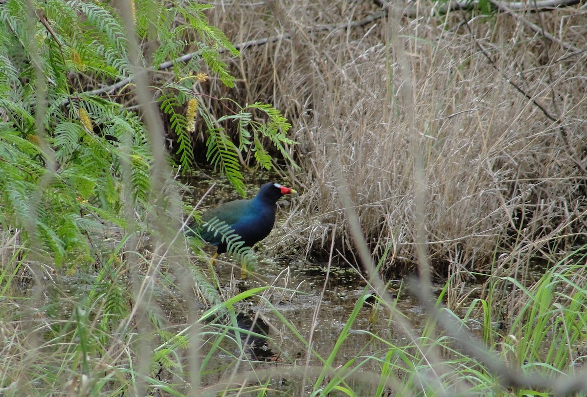 Purple Gallinule - ML327807481