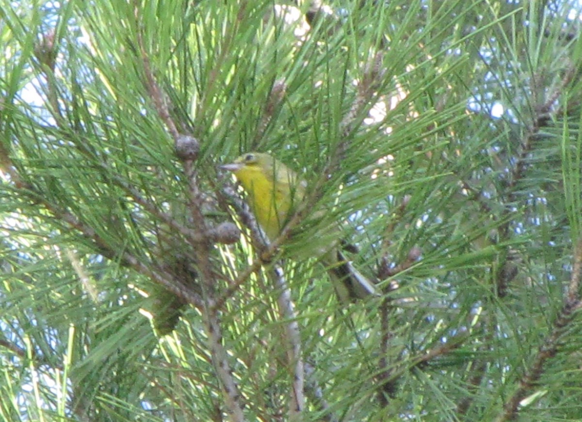 Pine Warbler - ML327807531