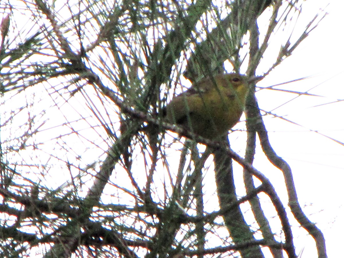 Pine Warbler - ML327807571