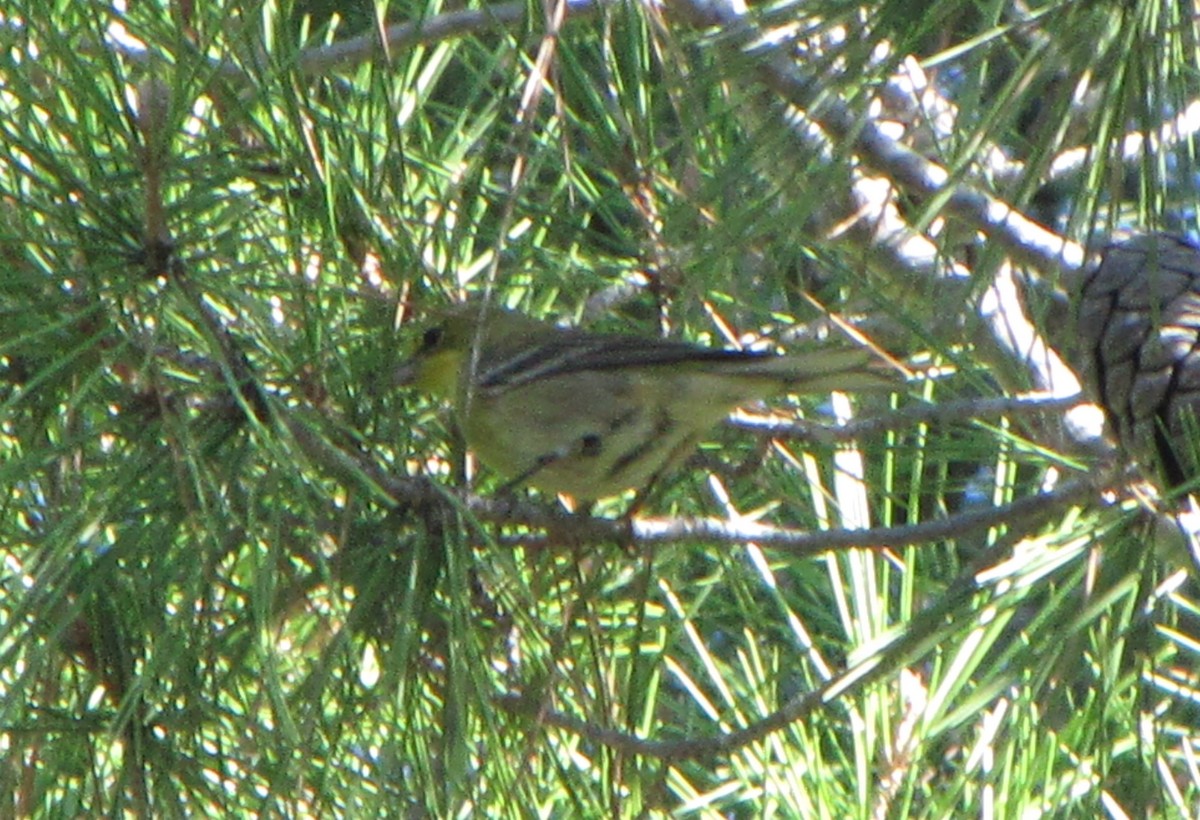 Pine Warbler - ML327807901