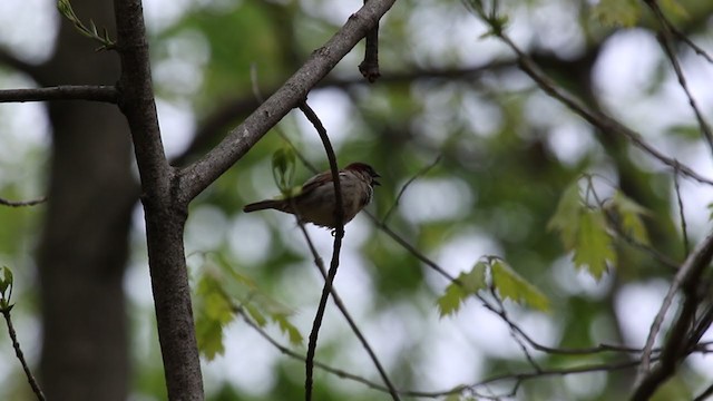 House Sparrow - ML327807931