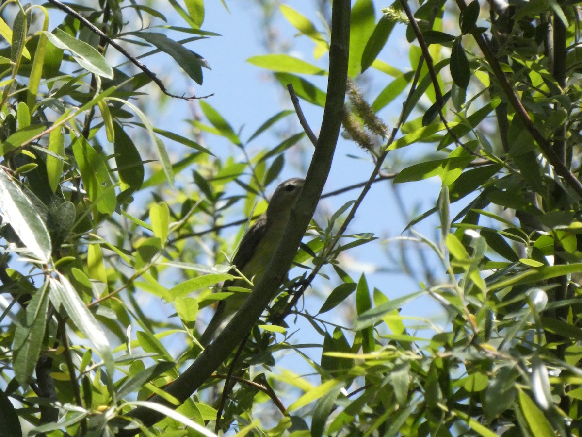 Warbling Vireo - ML327808631